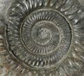 Dactylioceras Ammonite Fossil - England #100472-1